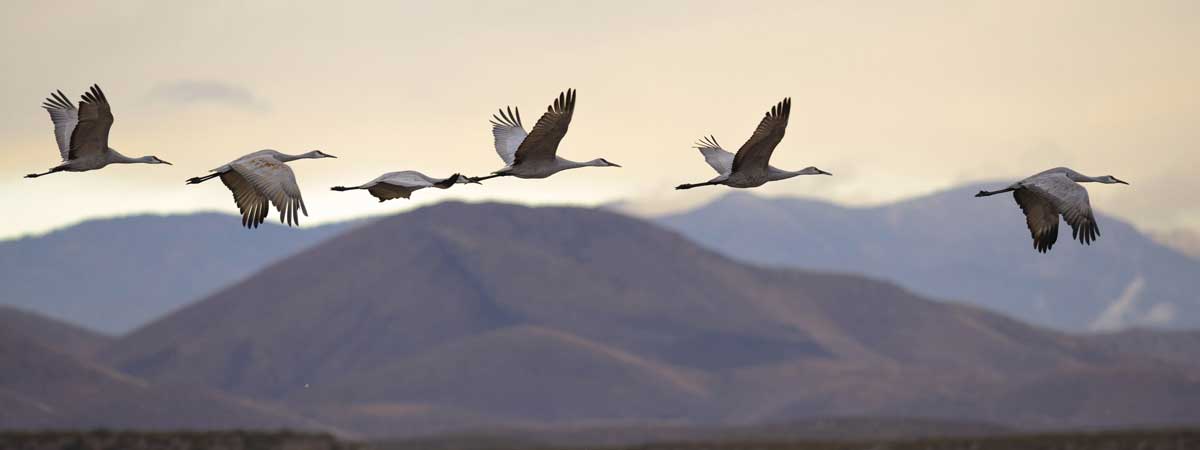 Wildlife For All