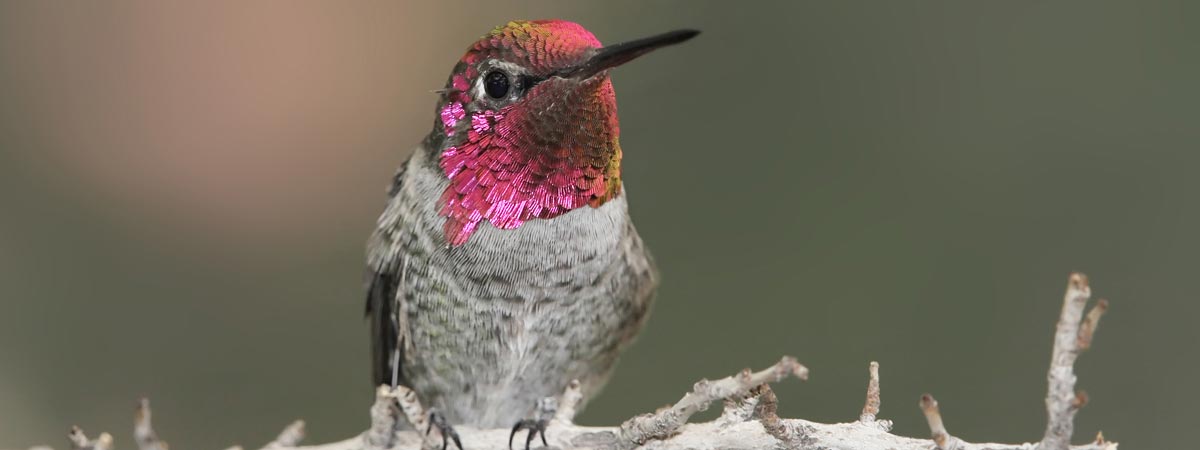 Support Wildlife for All