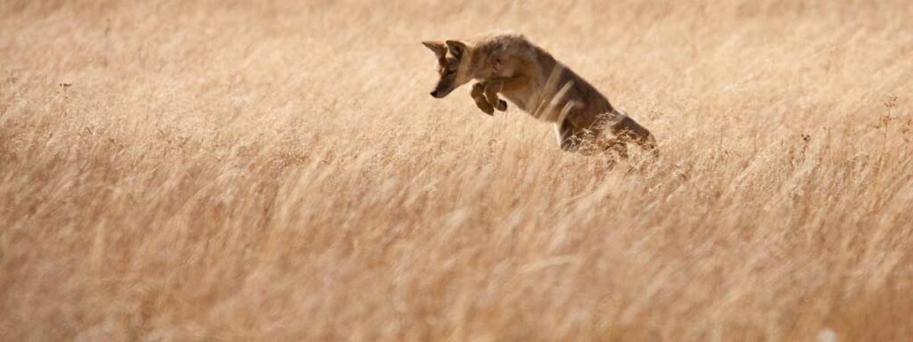 Wildlife For All