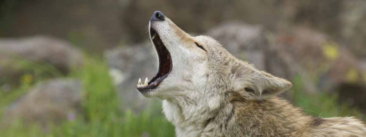 Wildlife For All