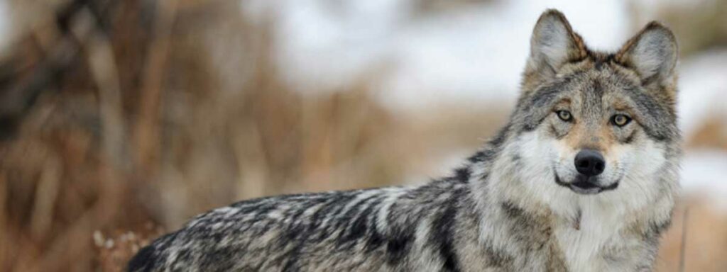 State Wildlife Action Plan Primer