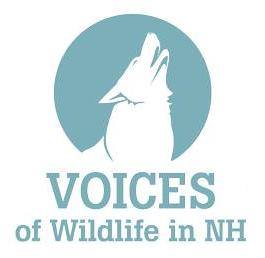 Voices of Wildlife in NH