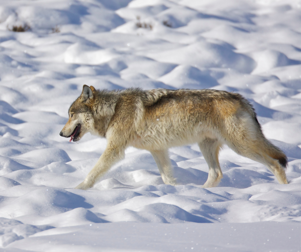 A gray wolf strides through the snow looking to the left of the image. Gray wolves are a good example of what happens in policy science takes a backseat to politics.