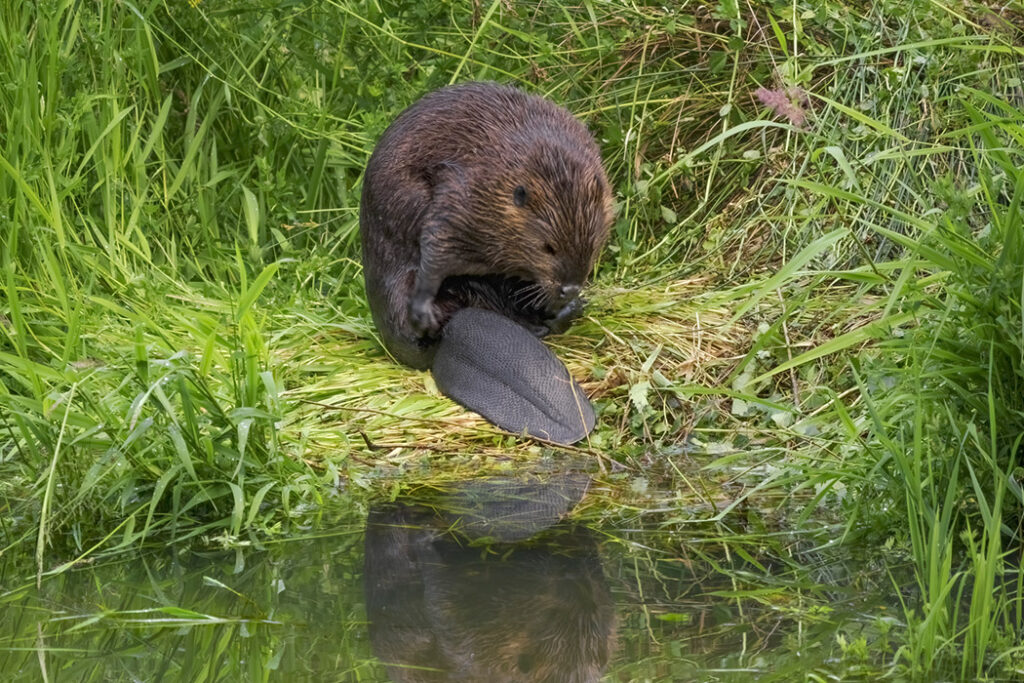 Beaver Castor Canadensis in Grass Grooming Western Oregon Solutions