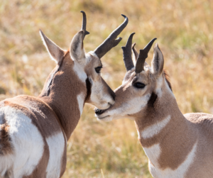 The North American Model of Wildlife Conservation: a Reality Check