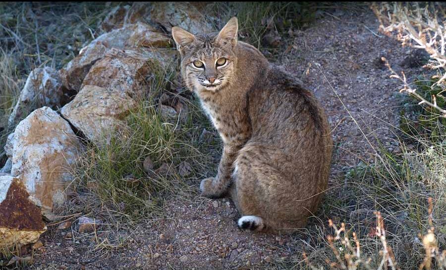 State Wildlife Agencies