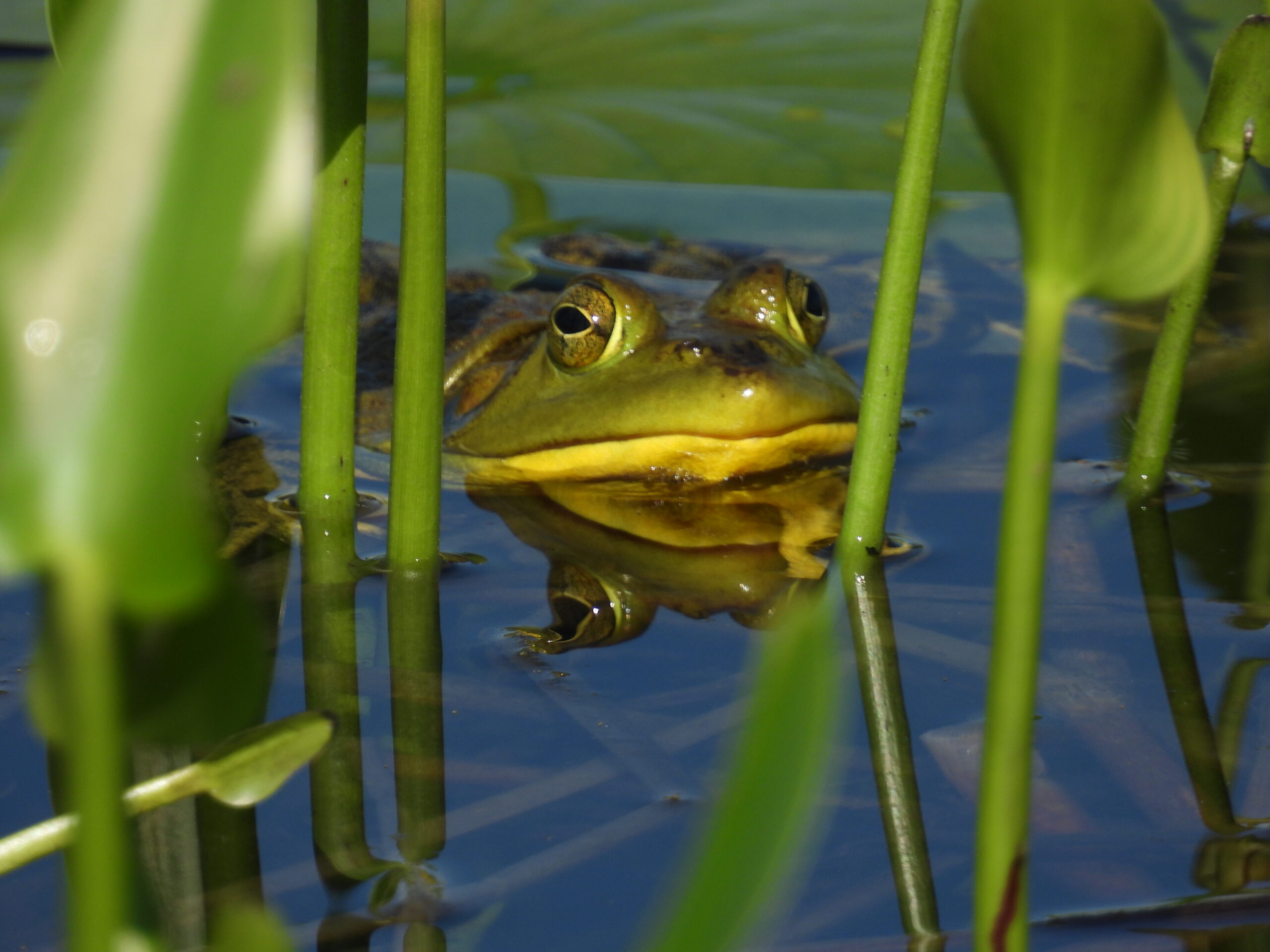 Bullfrog in a pond. For the first time in history, Vermont extends protections to amphibians and reptiles. This landmark victory signals growing recognition that all wildlife—no matter how small—deserve protection.