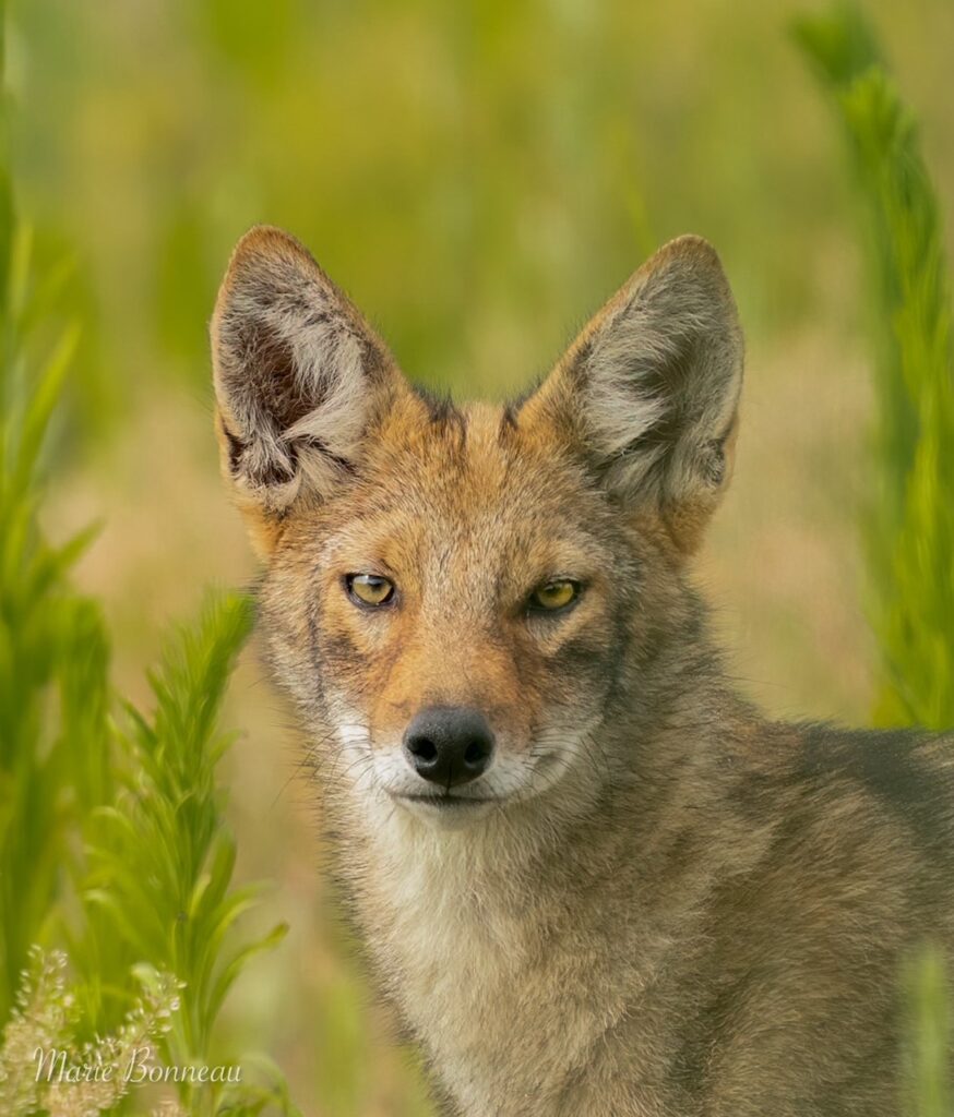 Reforming Wildlife Management