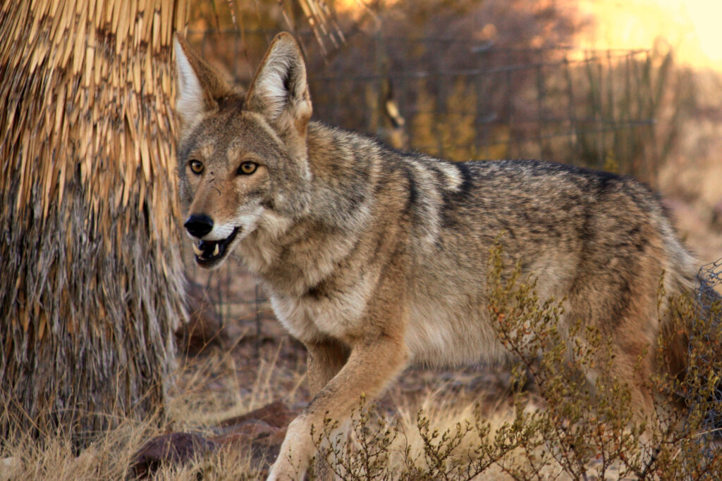 Do States Have Primary Jurisdiction Over Wildlife on Federal Lands?