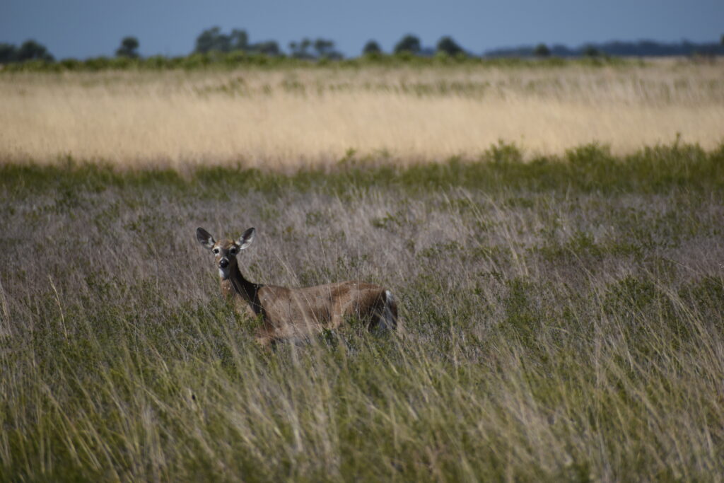 Our Position on Hunting