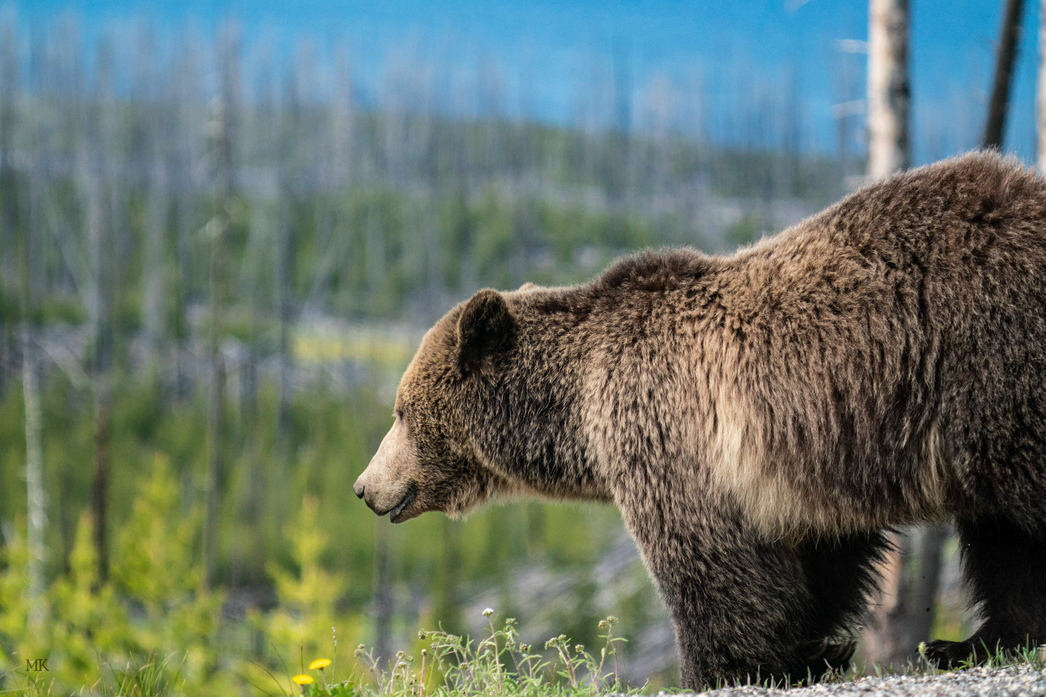 Endangered Species Coalition