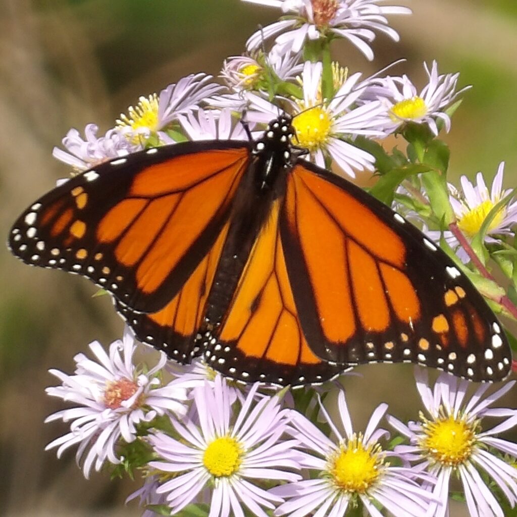 A monarch butterfly on aster. Take two actions: comment to protect monarch butterflies as endangered by Monday, May 19, and to protect the Endangered Species Act itself.