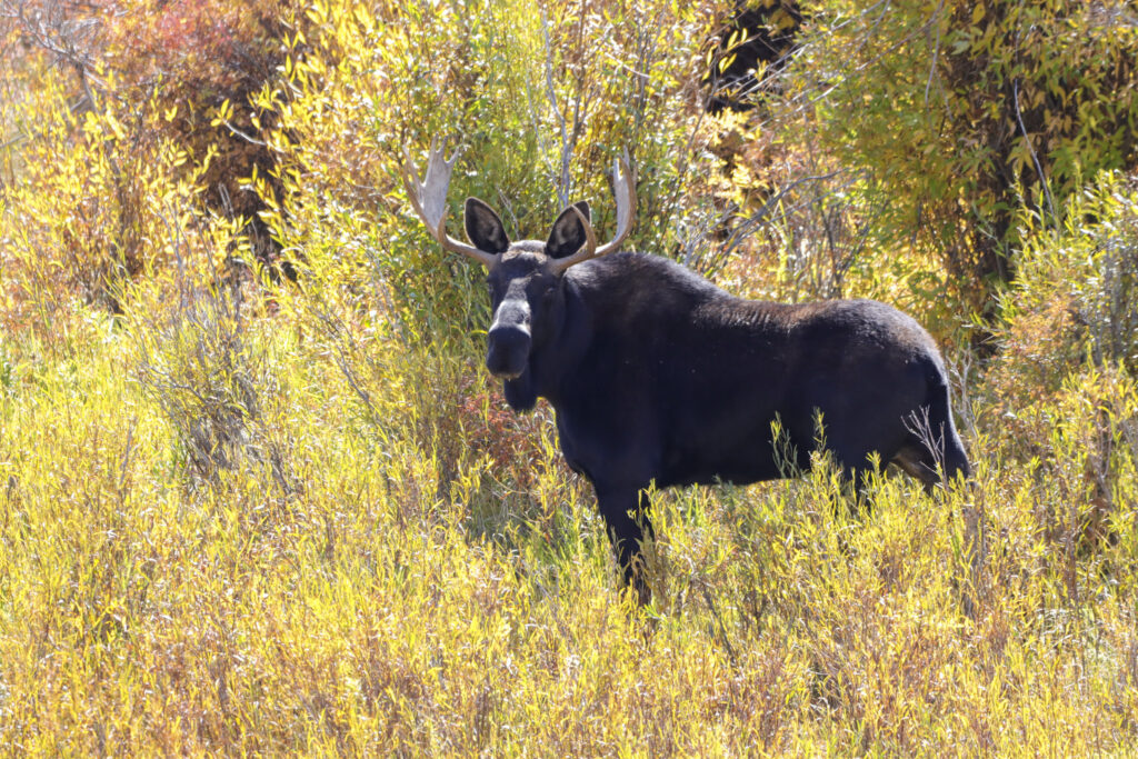 Moose by Kristy Behnke The Problem with State Wildlife Management