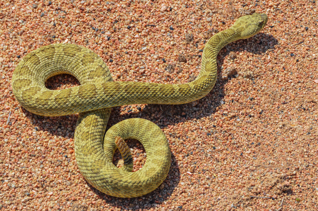 Rattlesnake. Photo by Joseph Newman Our Work
