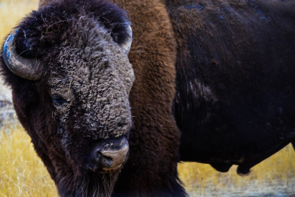 Photo by David Stalling What Is Conservation?