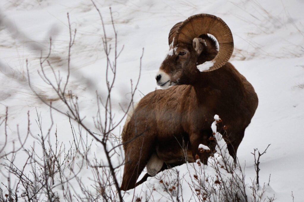 Photo by David Stalling State Wildlife Commissions