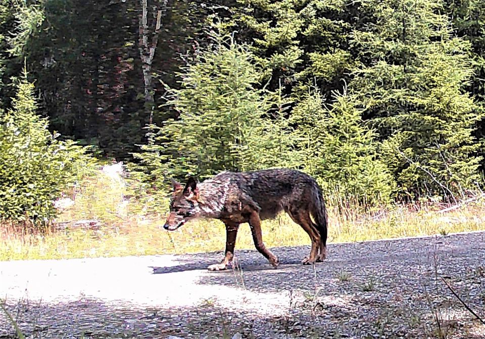Possible Gray Wolf, John Glowa Take Action