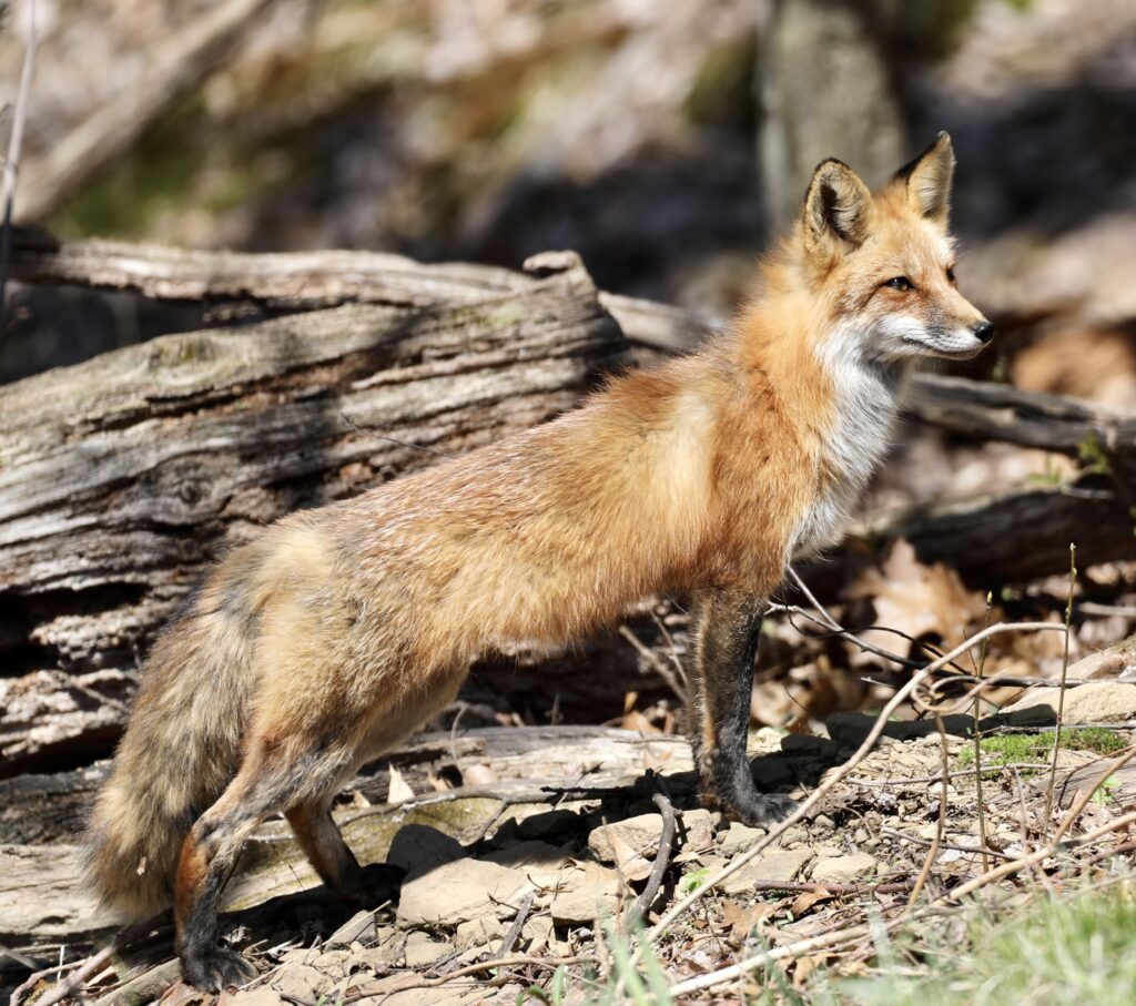 Red fox. Photo by Crystal Kelly Overview of State Wildlife Management