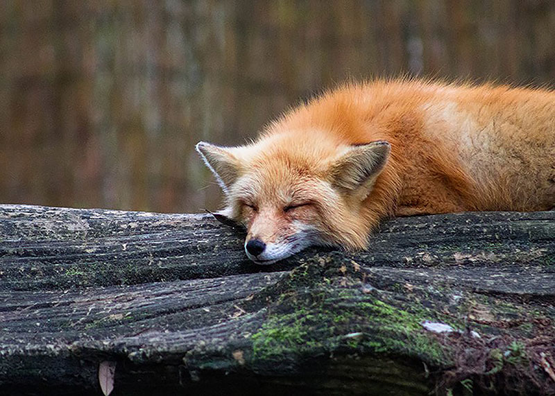 Red Fox, Elizabeth Goff A red fox lays on a large log. Only its head and shoulders are visible.