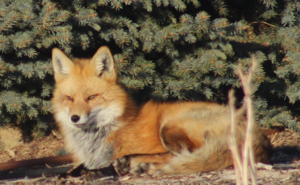 Red Fox, Gerry Snyder Who We Are