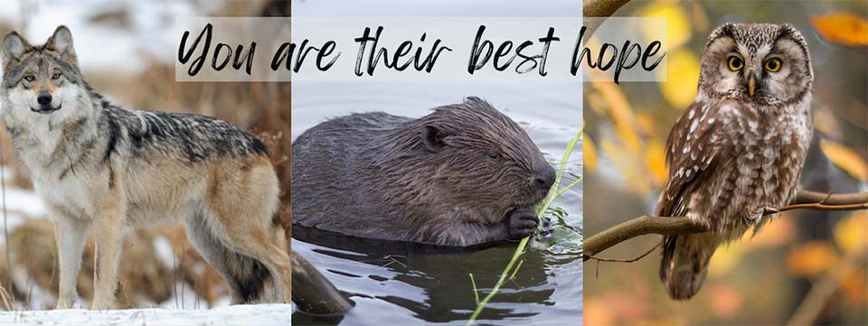 Support Wildlife for All - Donate Today!