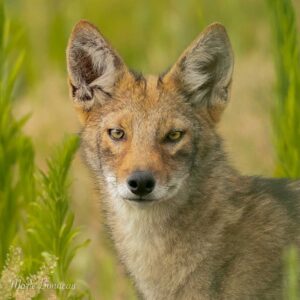 Wildlife for All: Root Causes, Lasting Solutions.
