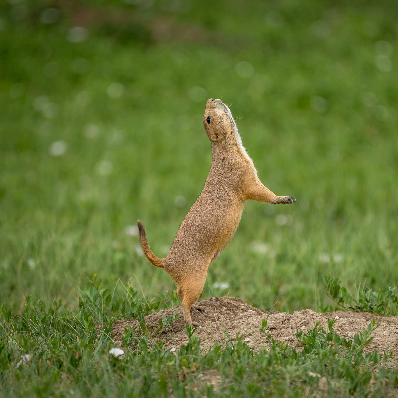Prairie Dog. Photo by Kristen Hayes The Importance of Values in Wildlife Governance