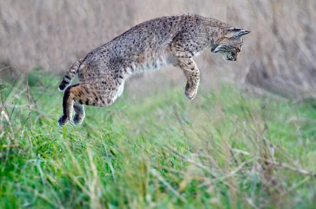 Importance of Values in Wildlife Governance
