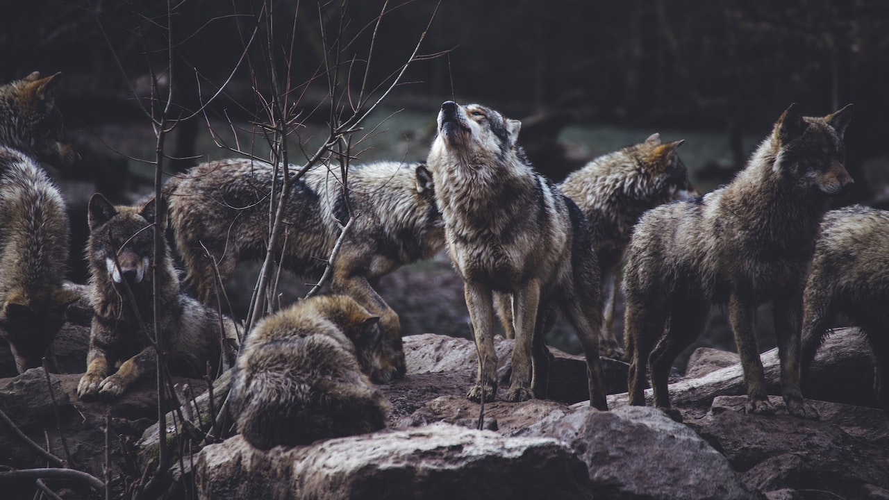 thomas-bonometti-wolves-unsplash Who Really Pays for Wildlife Conservation?