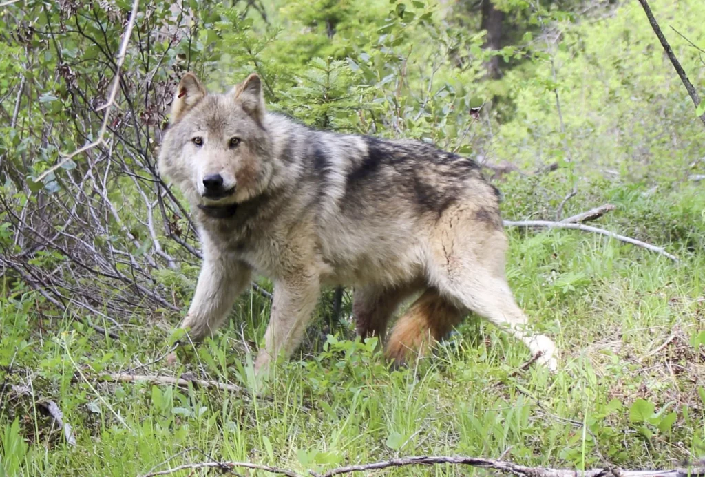 A gray wolf stands amidst tree cover, staring at the camera