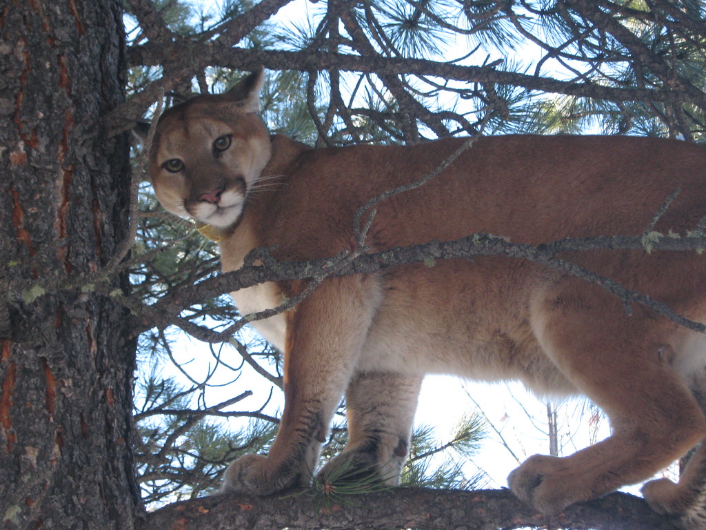 A mountain lion looks down at the camera from a tree branch