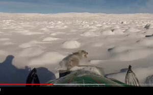 Video frame of chasing coyote with snowmobile End Snowmobiling Over Wildlife