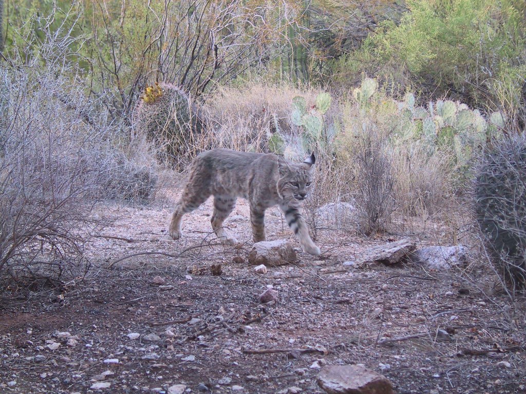 A bobcat walks through scrub and over stones
