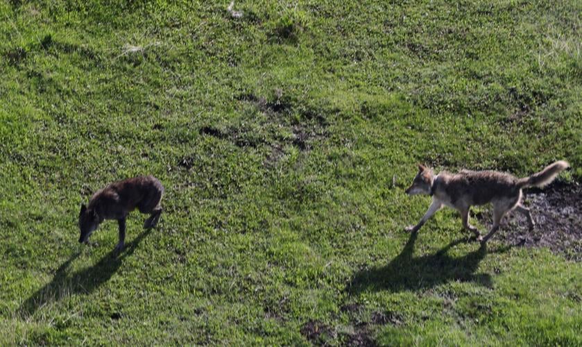 Valuing Animals As Individuals