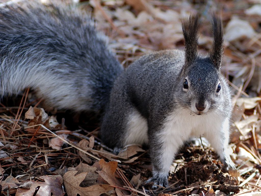 New Mexico Game & Fish Cancels Squirrel Killing Contest