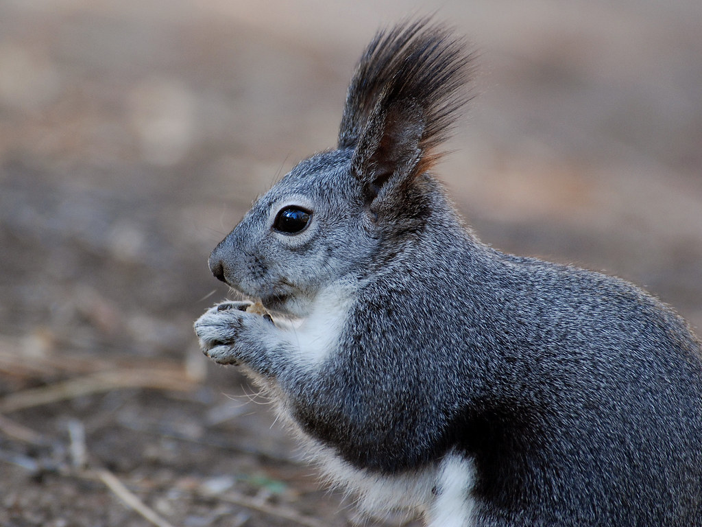 Abert's Squirrel. Photo courtesy Bandolier National Monument. Decline of Hunting and Fishing