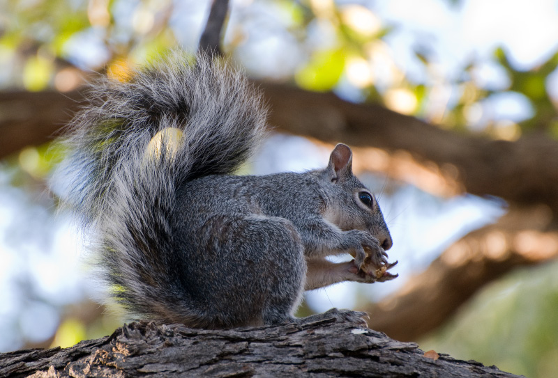 New Mexico Game & Fish Cancels Squirrel Killing Contest