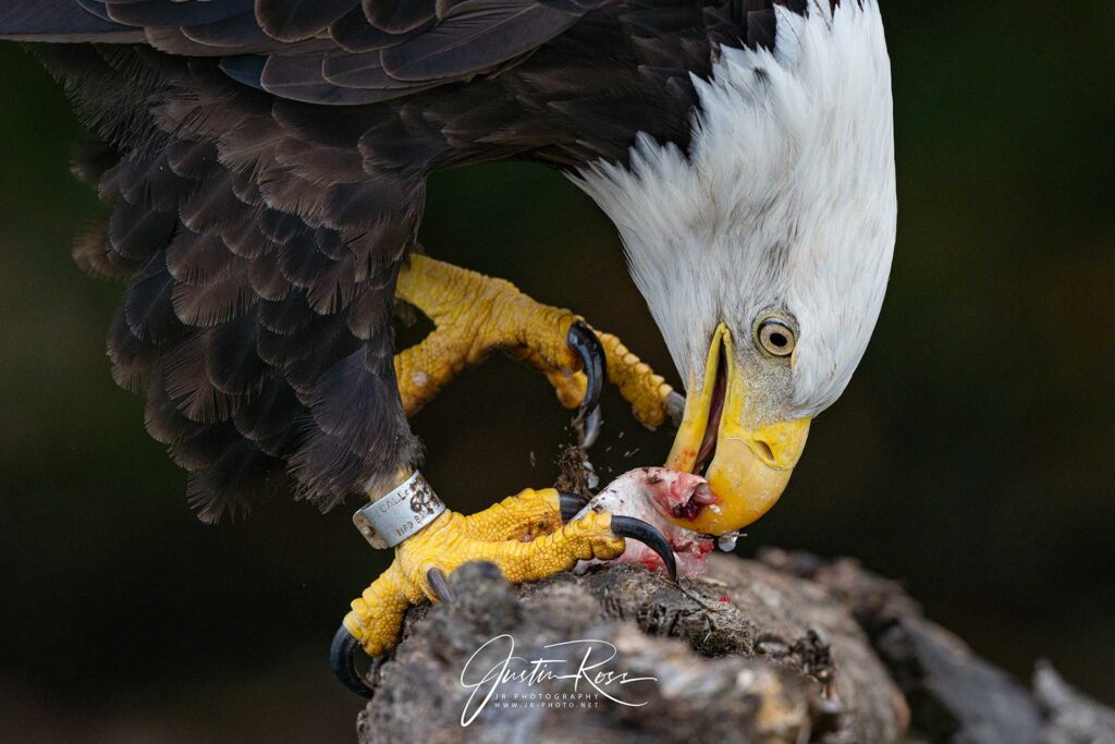 Bald Eagle. Photo by Justin Ross State Wildlife Funding
