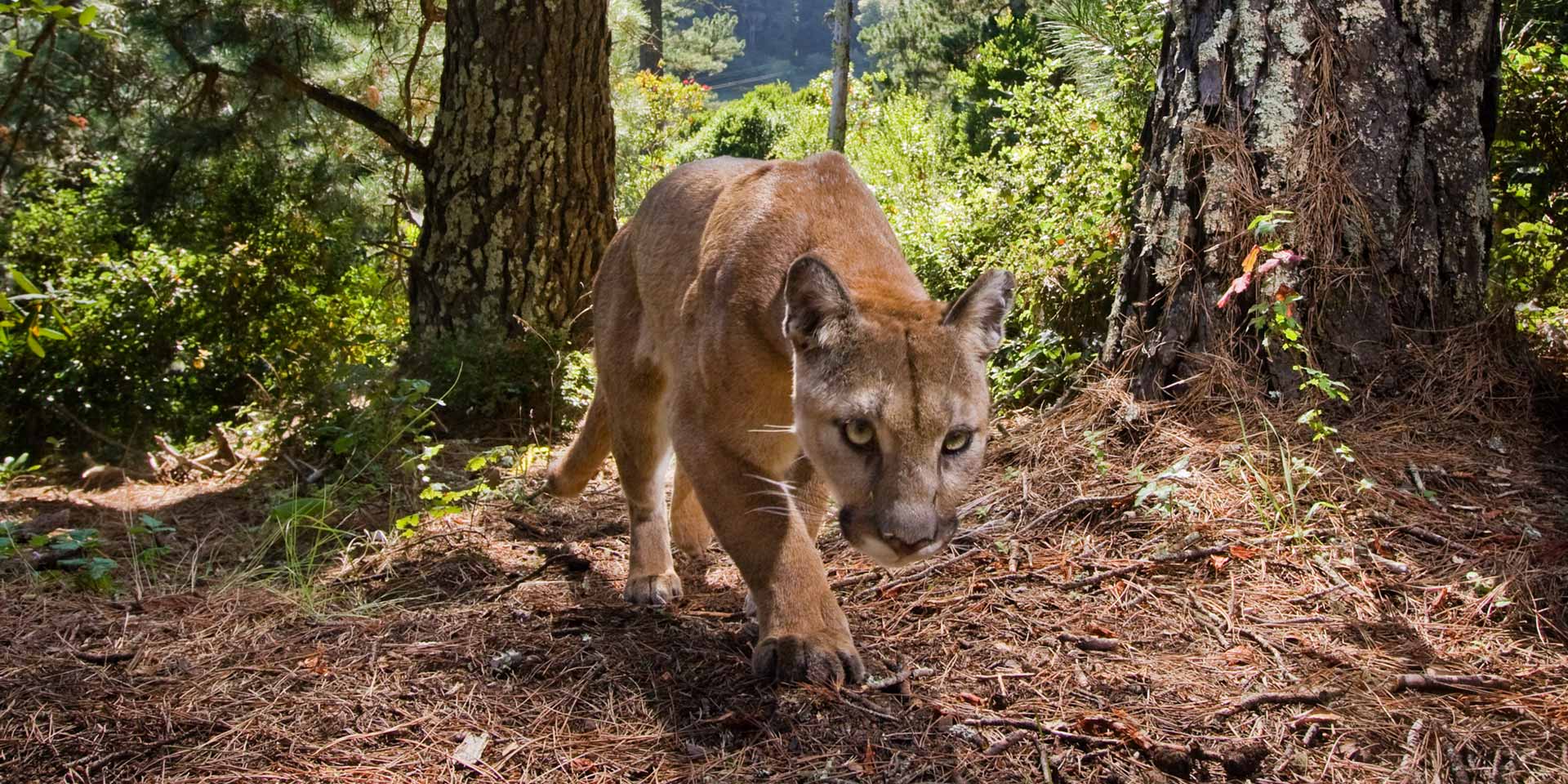 Advocate for Better State Wildlife Commissioners