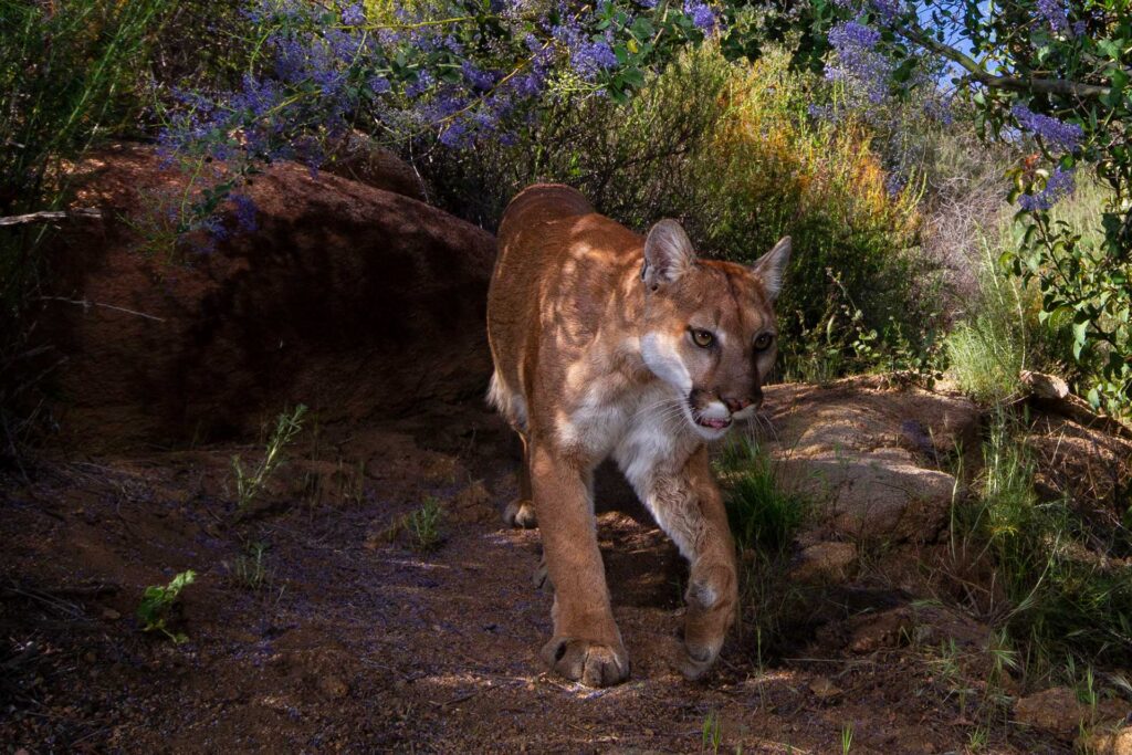 Mountain lion. Photo by Roy Toft Do Carnivores Need To Be Managed?
