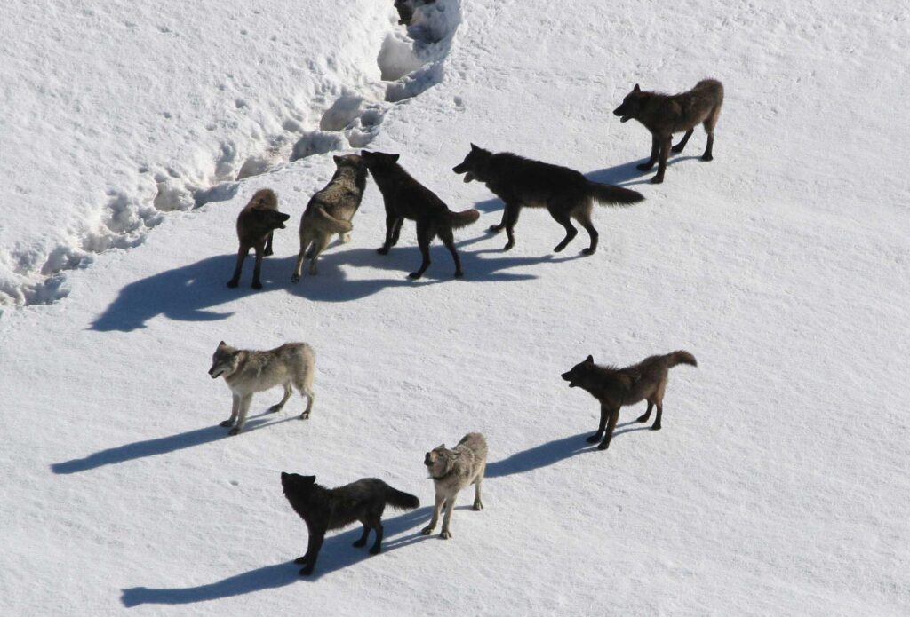 Yellowstone wolves in snow Do States Really Have Primary Jurisdiction Over Wildlife?