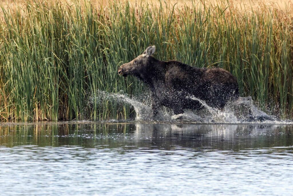 Moose in marsh. Photo by Kristy Behnke The Ideal Wildlife Commissioner