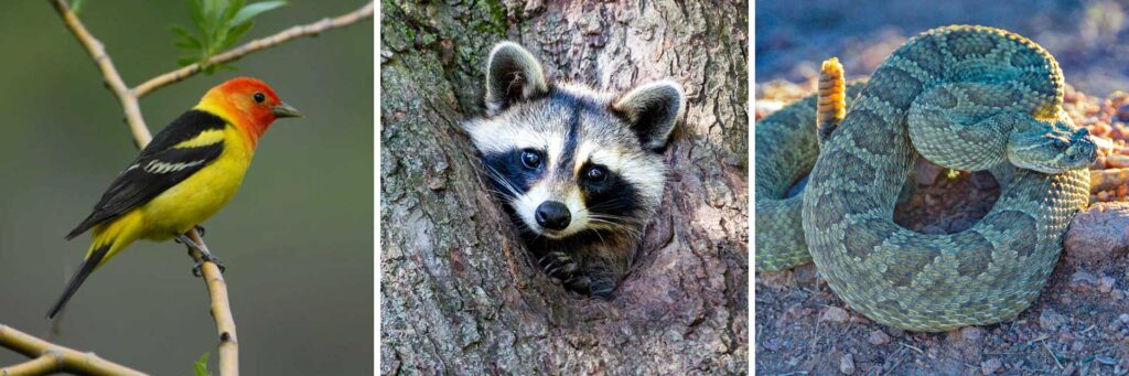 The Rise of Wildlife Watching