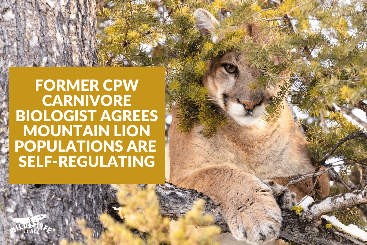 A mountain lion looks out through pine needles while sitting on a tree branch. Only part of his face is visible, and his paw hangs over the branch. A box in yellow reads, "FORMER CPW CARNIVORE BIOLOGIST AGREES MOUNTAIN LION POPULATIONS ARE SELF-REGULATING."