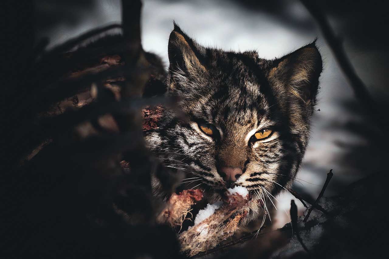 Bobcat. Photo by Sarah Geiger State Legislatures