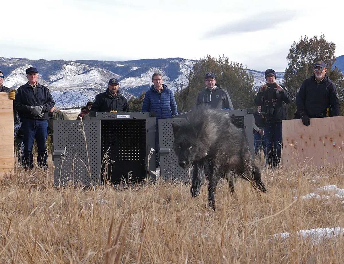 Colorado Parks and Wildlife wolf release Governor
