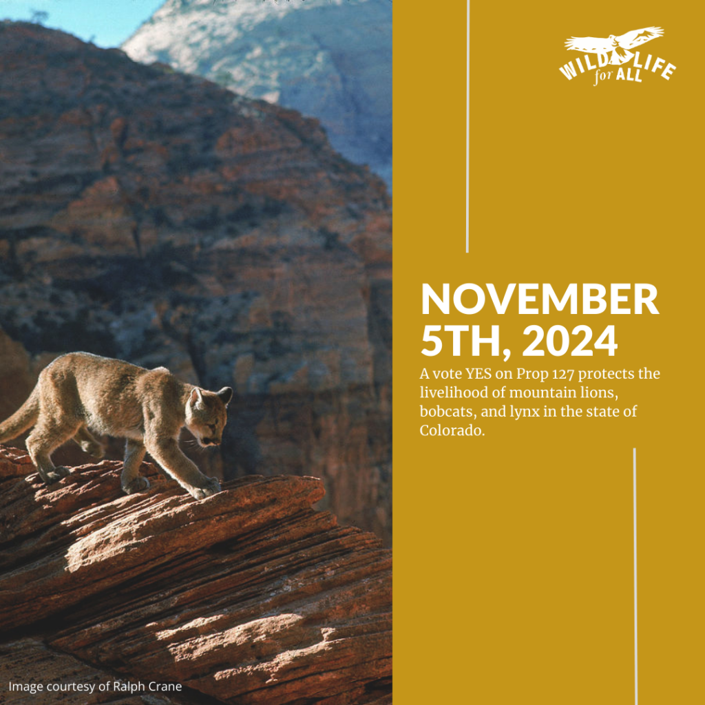 A mountain lion crosses a canyon in Bryce Canyon national park. Text on the image reads, "November 5th, 2024. A vote YES on Prop 127 protects the livelihood of mountain lions, bobcats, and lynx in the state of Colorado.