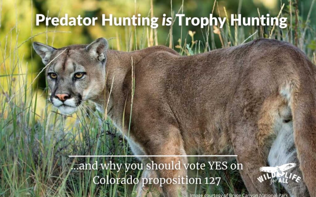 A mountain lion stares off in the distance. Text on the image reads, " Predator hunting is trophy hunting."