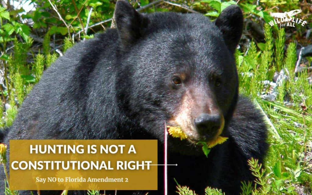 A black bear in a patch of grass looks at the camera. ext on the image reads, "Hunting is not a constitutional right. Vote no to Florida Amendment 2."