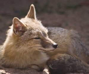 State Wildlife Commissions